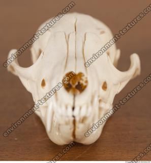 photo reference of skull 0007